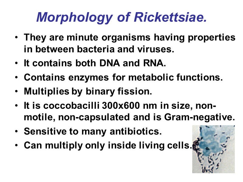Morphology of Rickettsiae. They are minute organisms having properties in between bacteria and viruses.